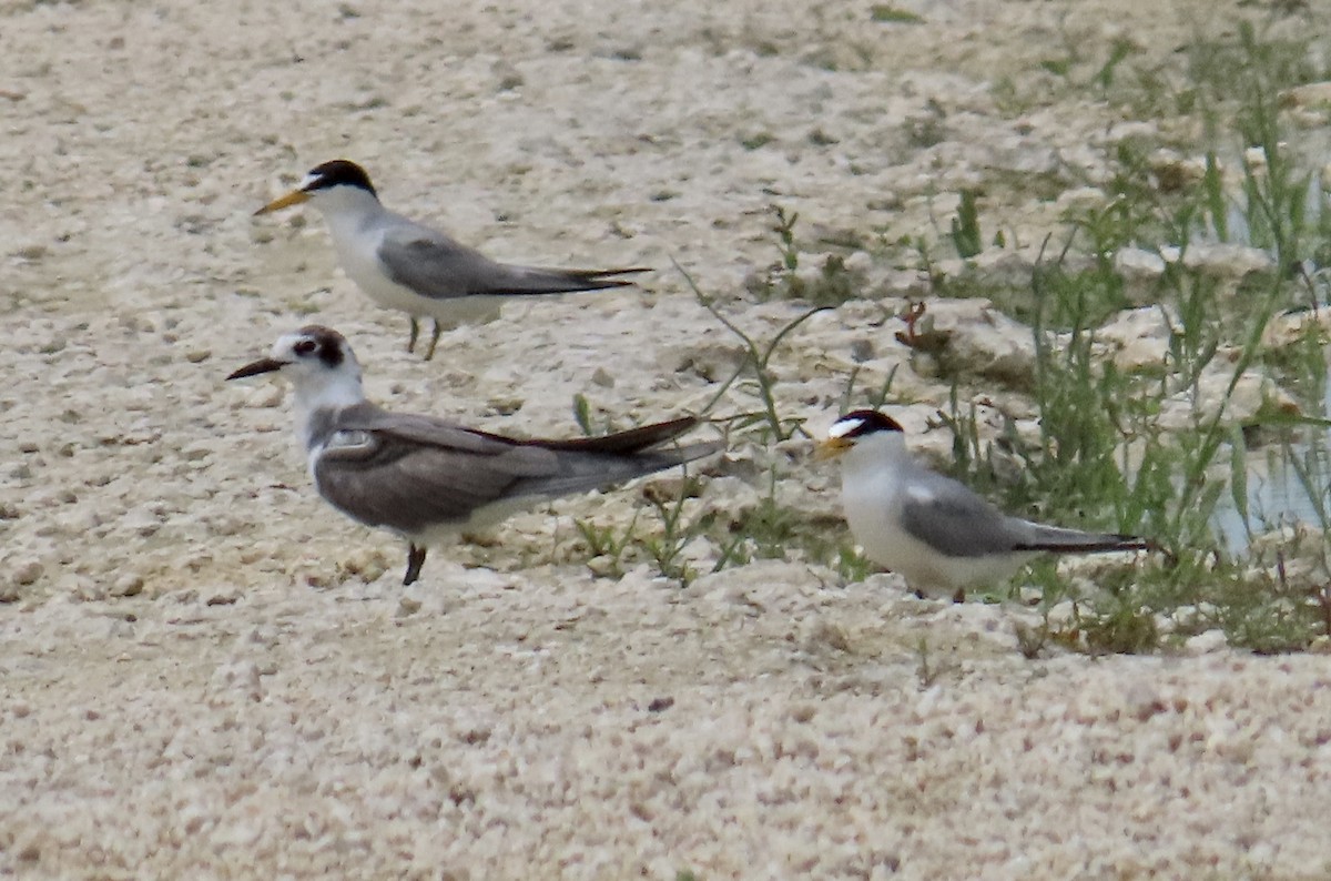 Black Tern - Andrea Diamond