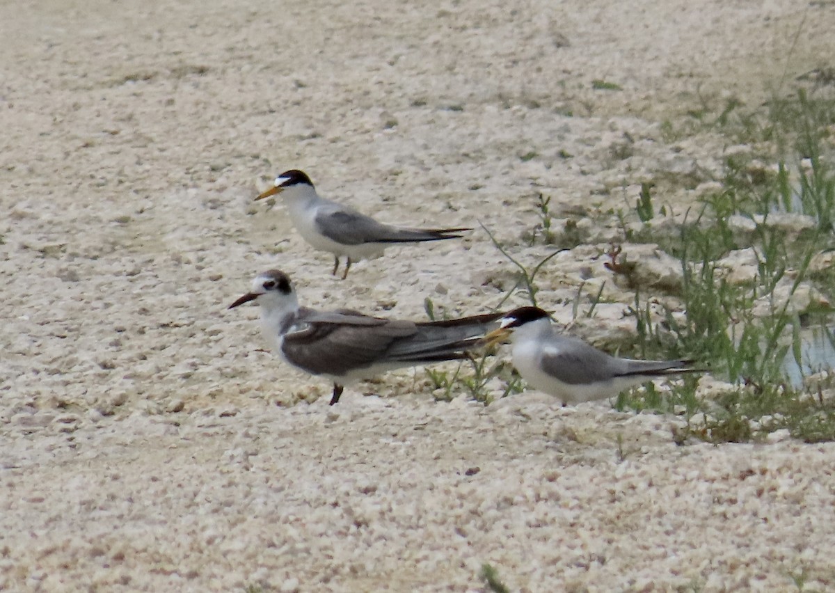 Black Tern - Andrea Diamond