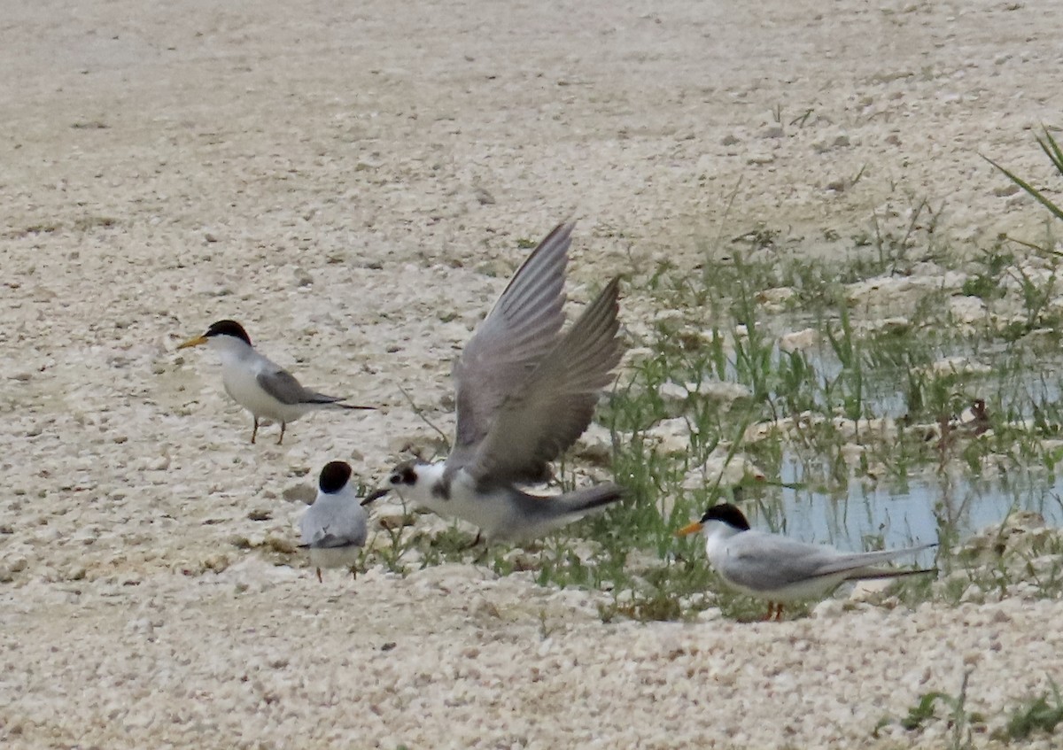 Black Tern - ML620601883