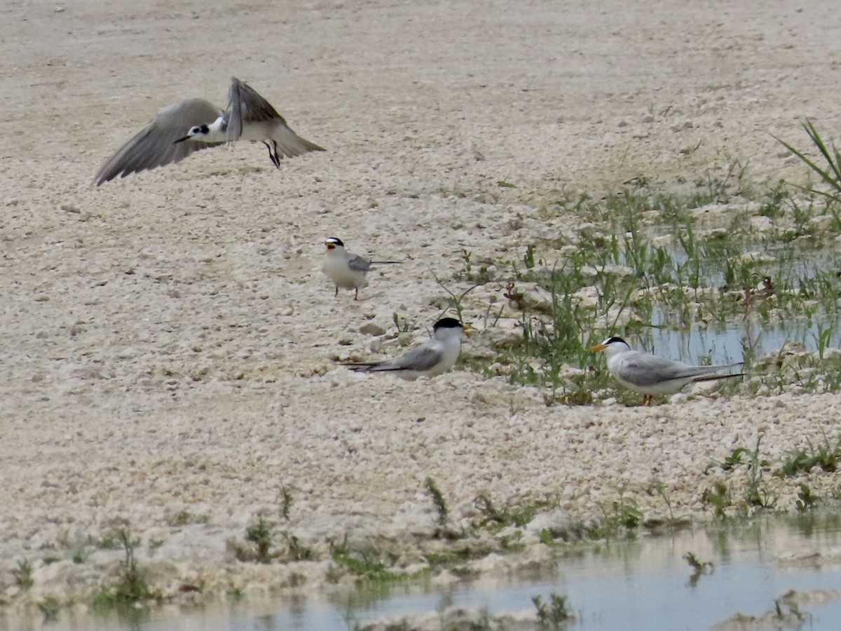 Black Tern - ML620601884