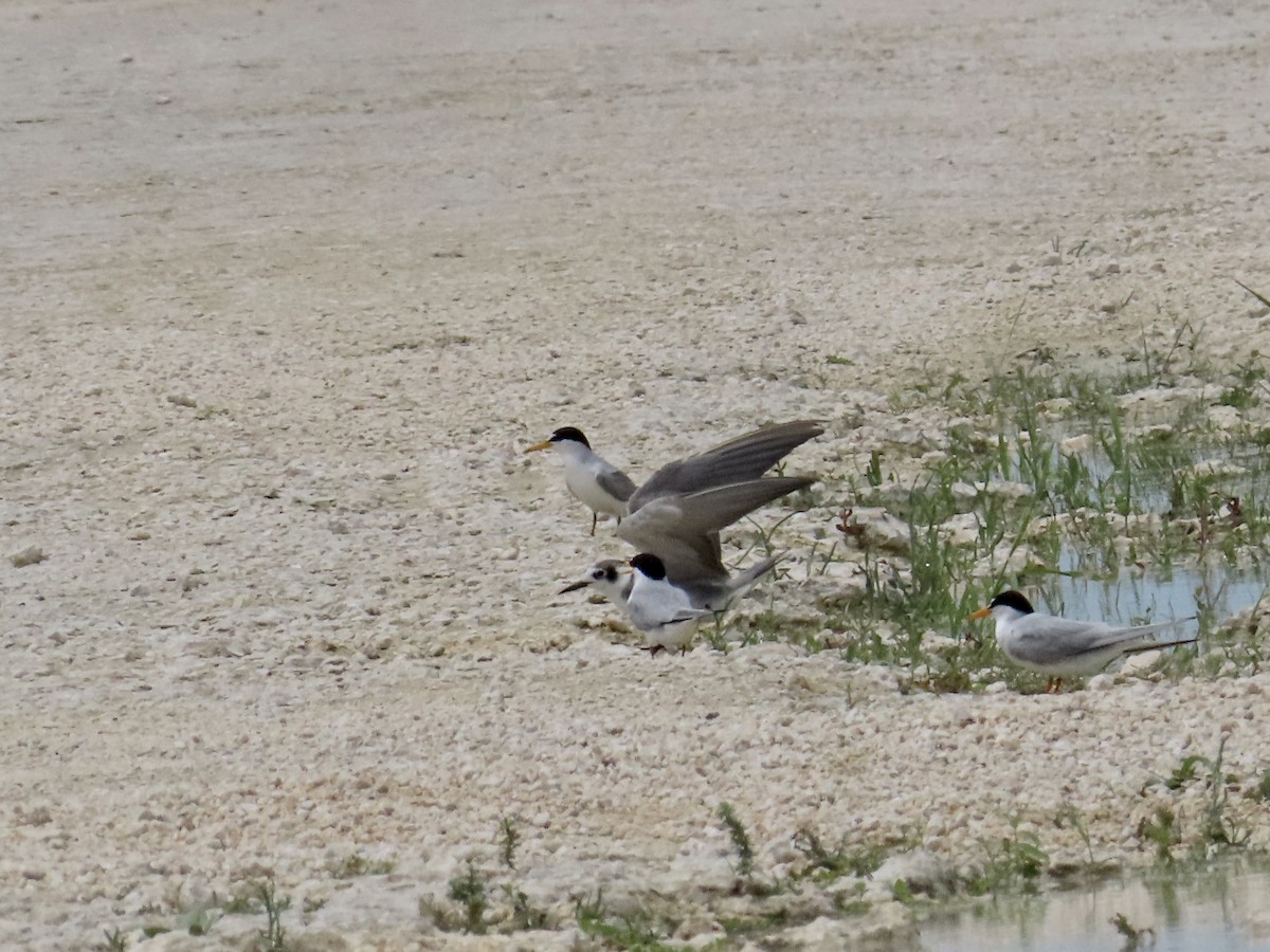 Black Tern - ML620601885