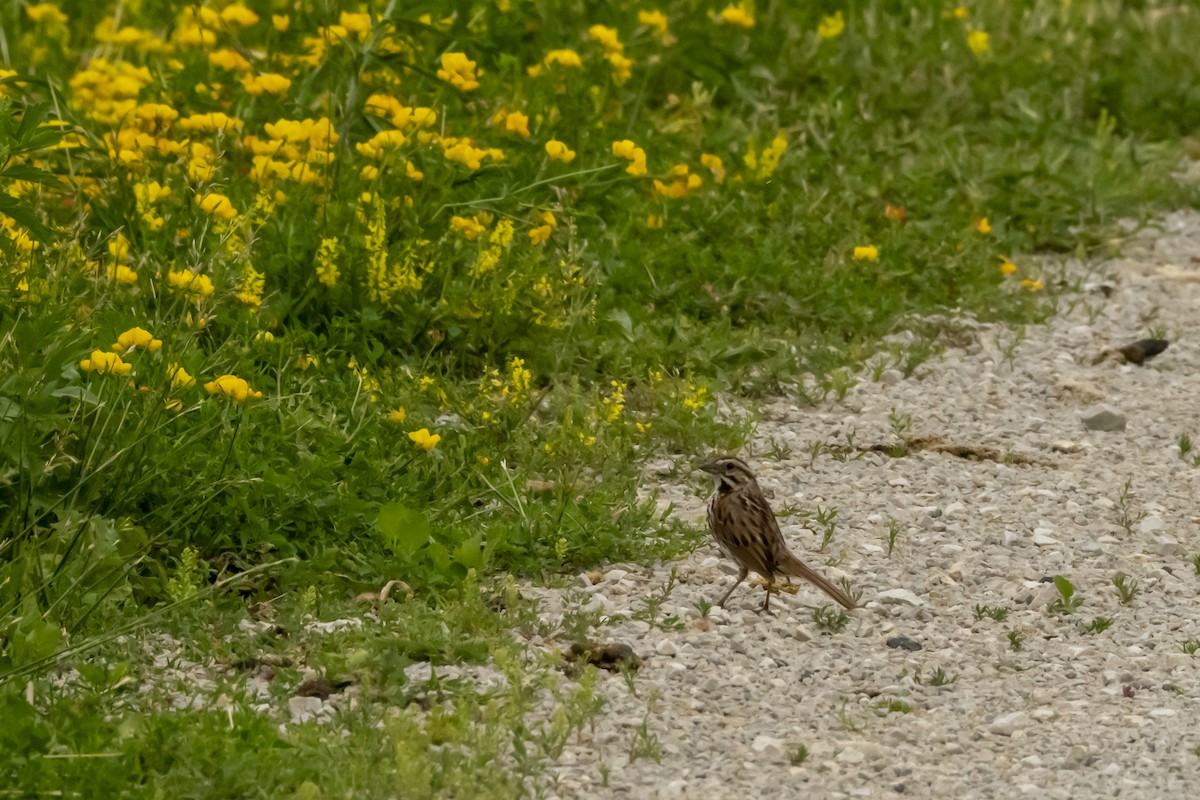 Swamp Sparrow - ML620601886