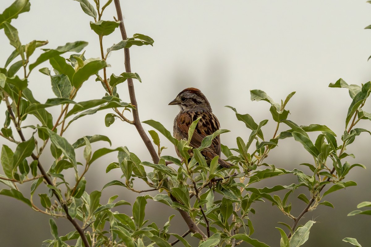 Swamp Sparrow - Rosie Lynn