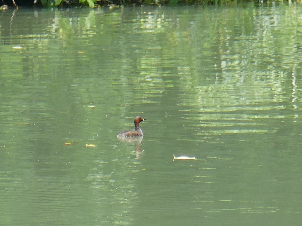 Little Grebe - ML620601888