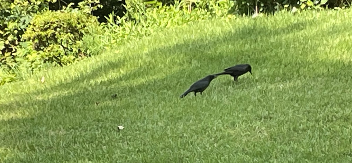 Common Grackle - ML620601890