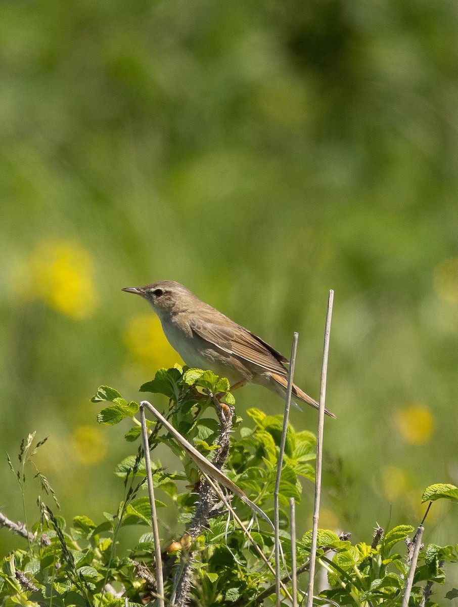 Middendorff's Grasshopper Warbler - Marie Mockett