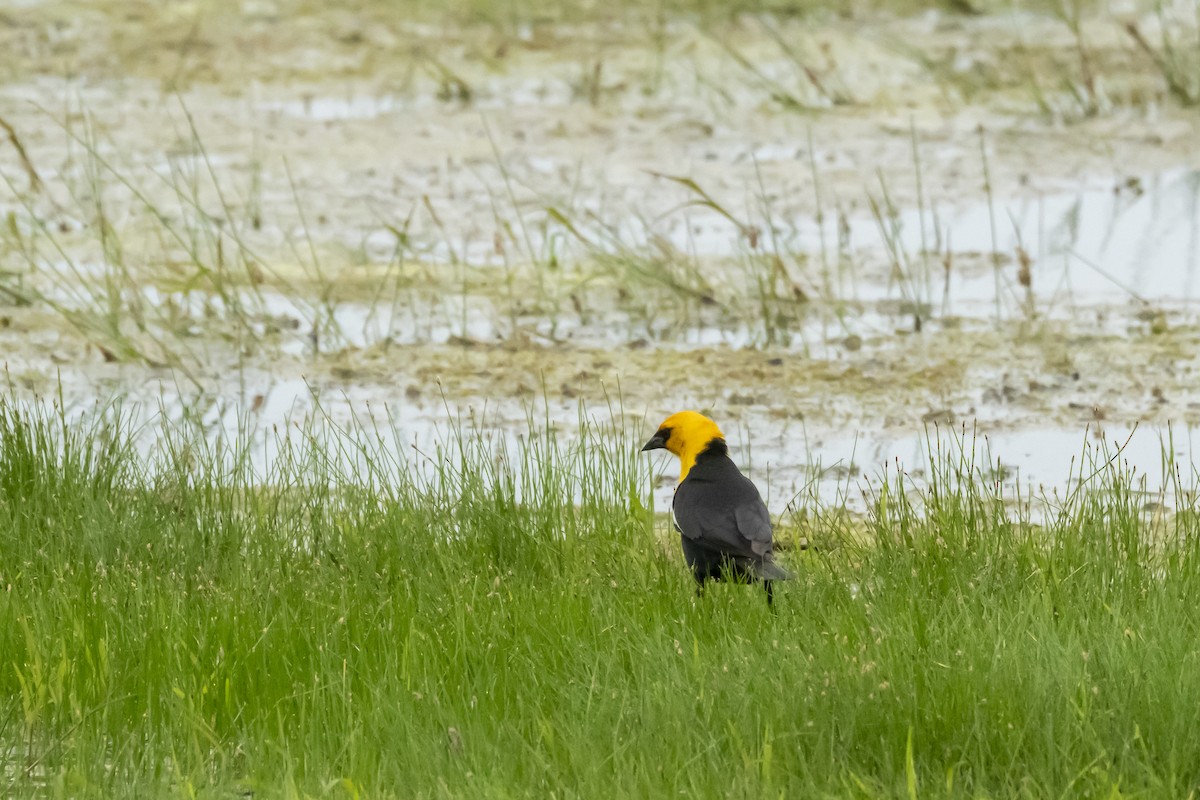 Yellow-headed Blackbird - ML620601895