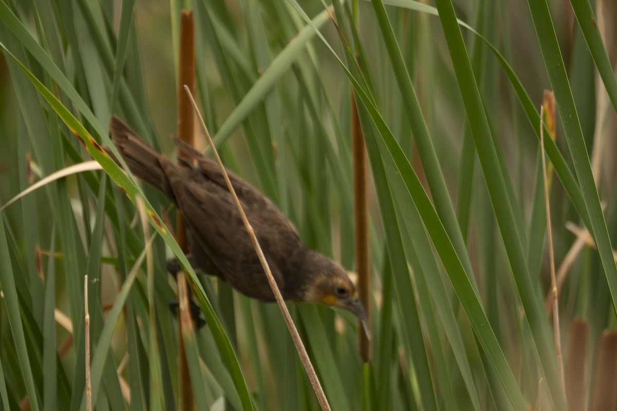 Yellow-headed Blackbird - ML620601896