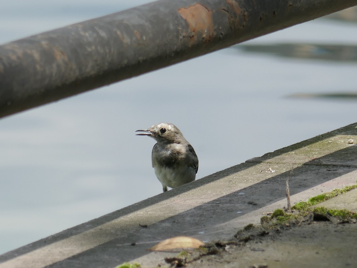 White Wagtail - ML620601899