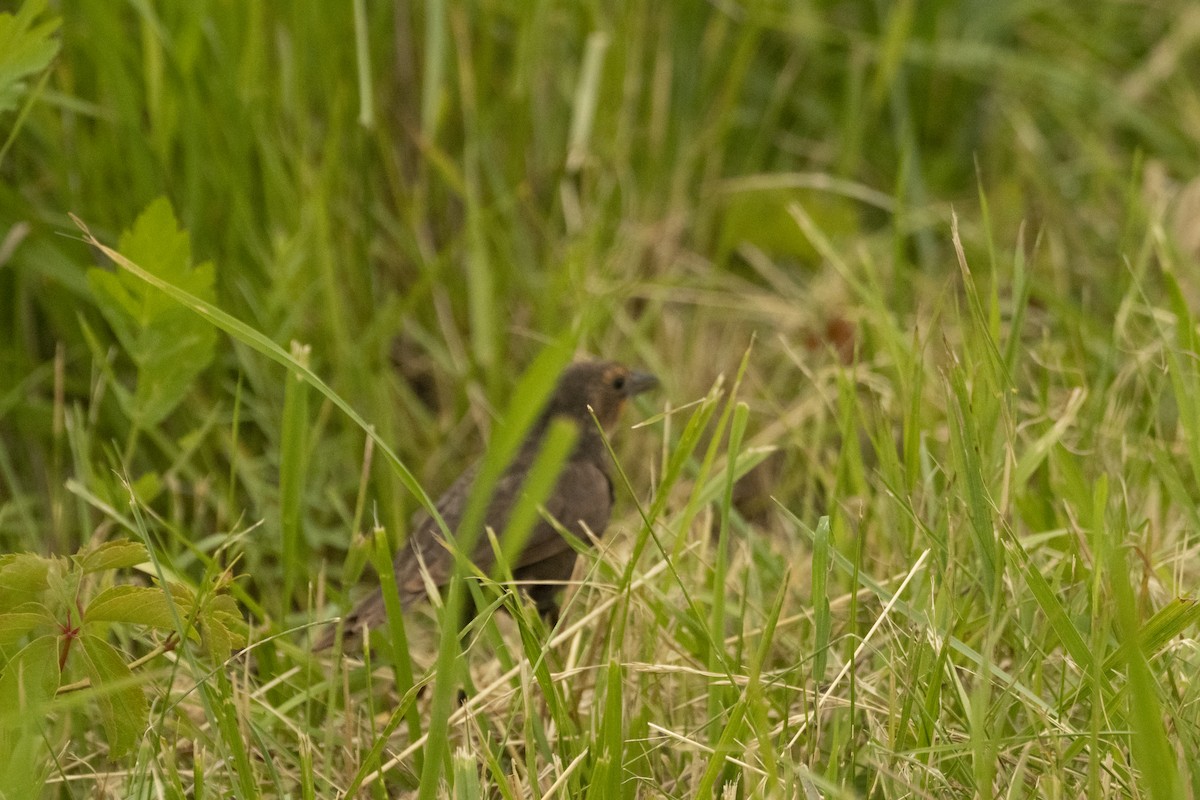 Yellow-headed Blackbird - ML620601901