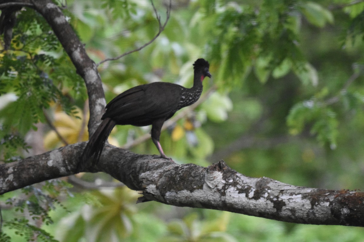 Crested Guan - ML620601902