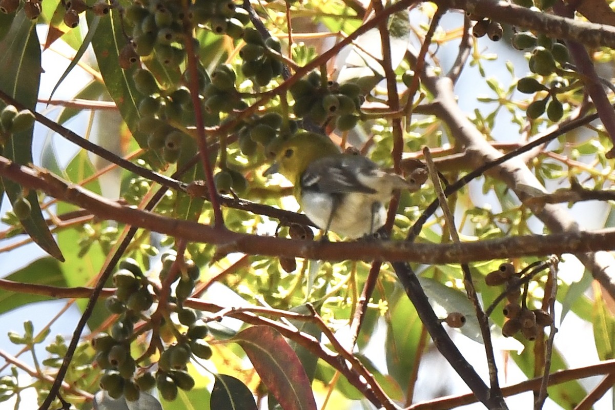 Yellow-throated Vireo - ML620601904