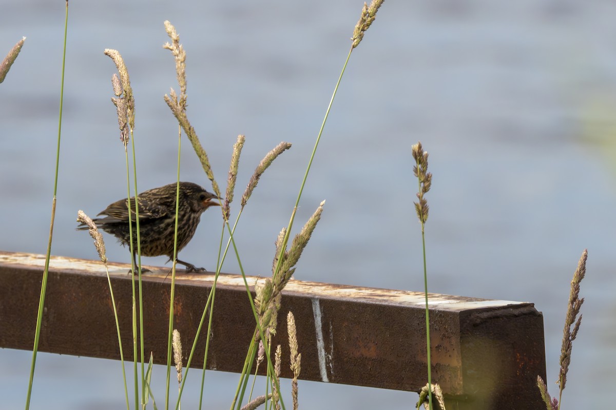 Red-winged Blackbird - ML620601908