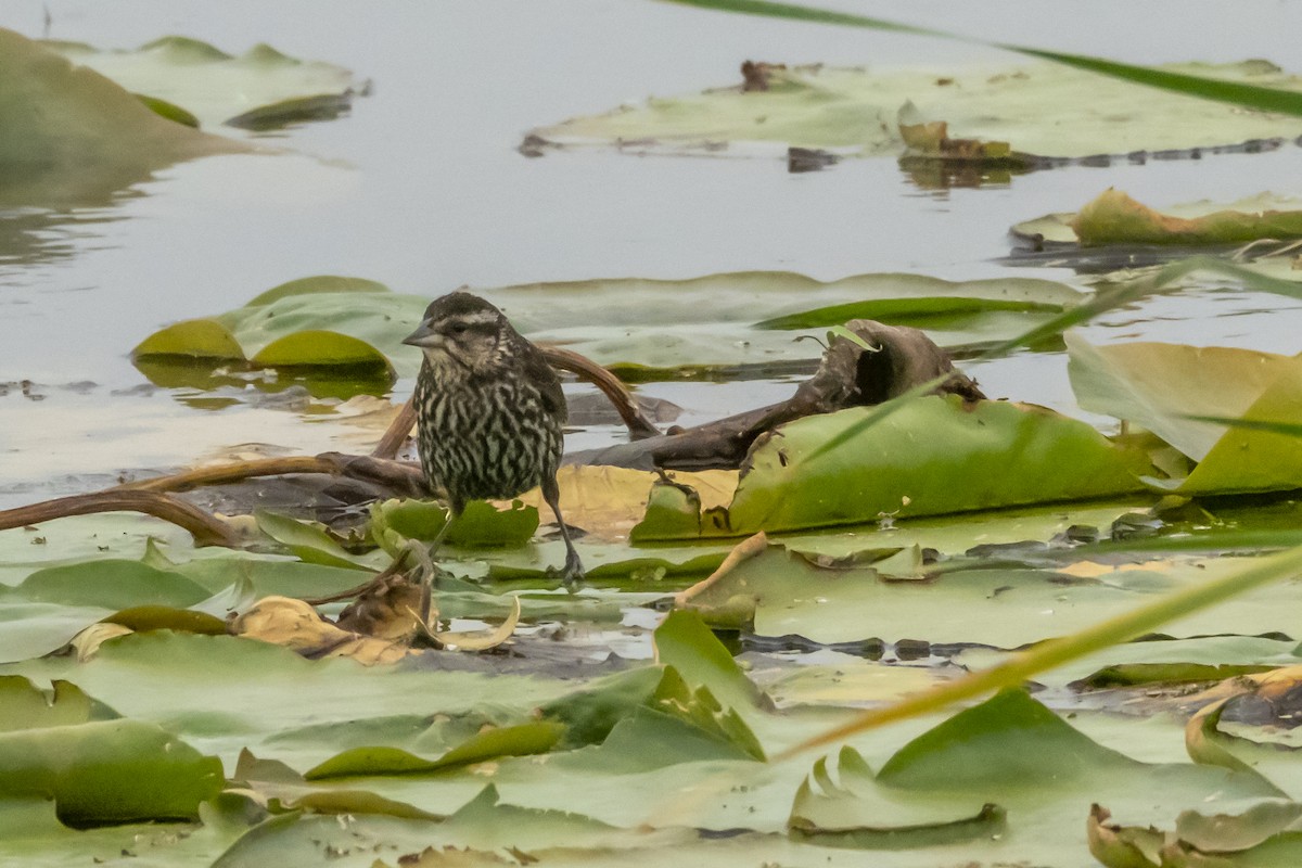 Red-winged Blackbird - ML620601909