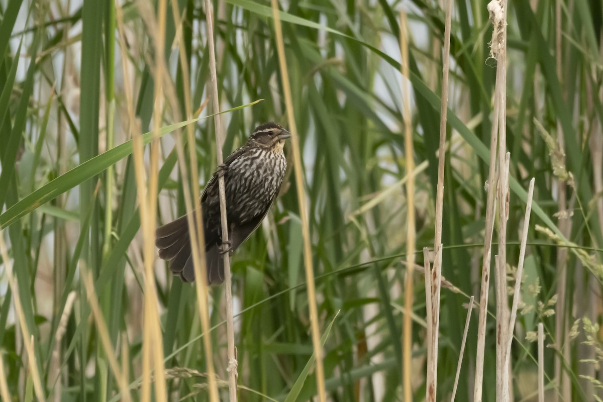 Red-winged Blackbird - ML620601910