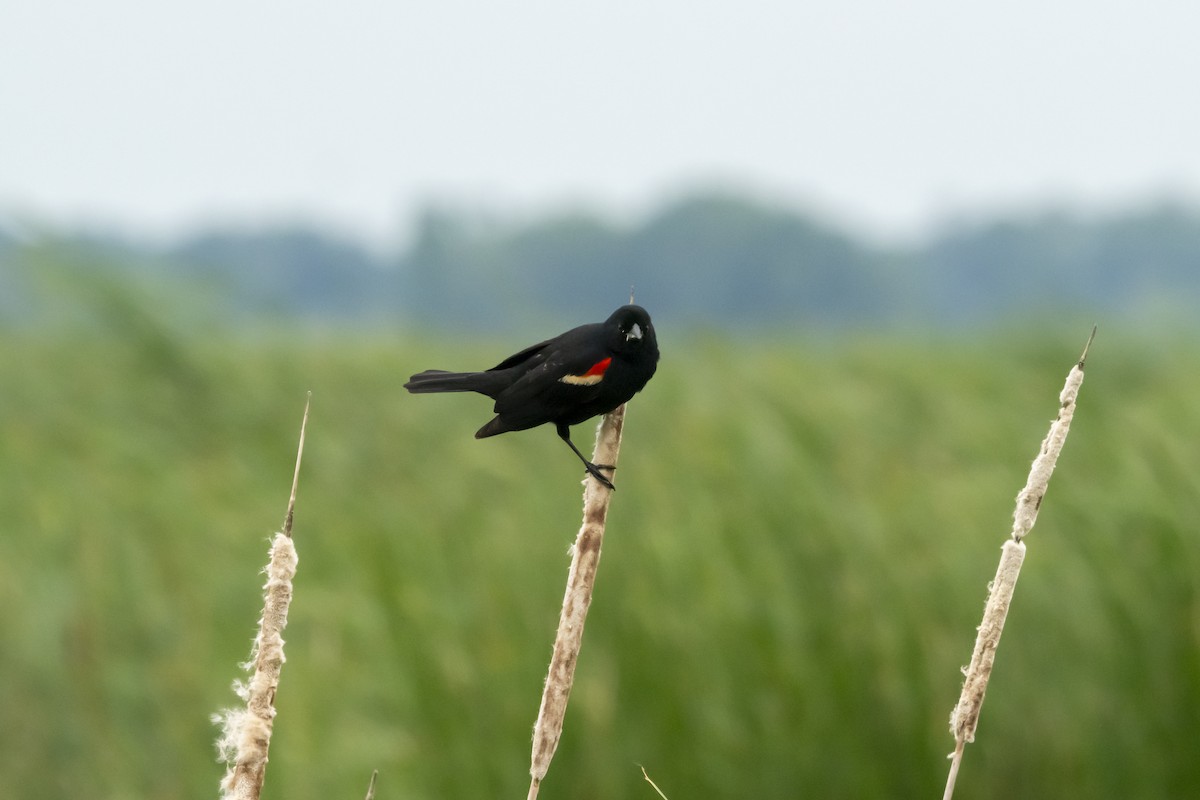 Red-winged Blackbird - ML620601911