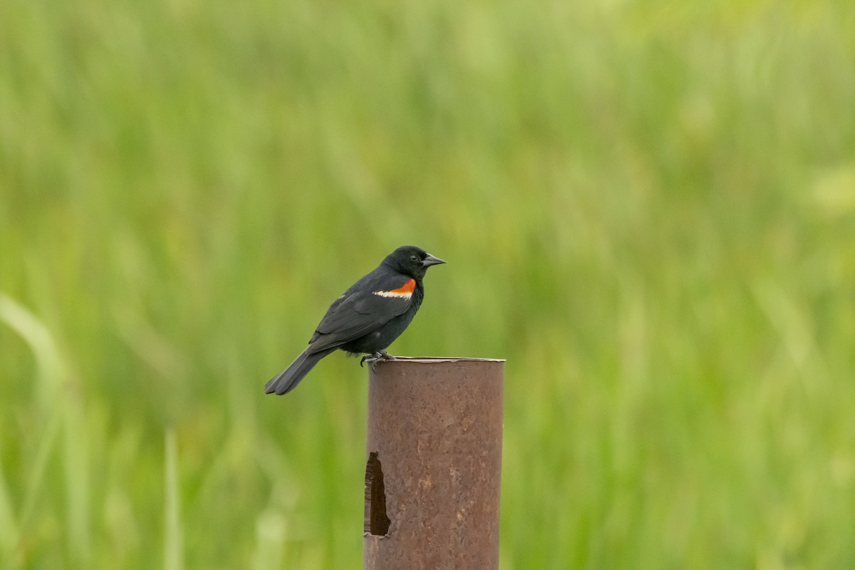 Red-winged Blackbird - ML620601913