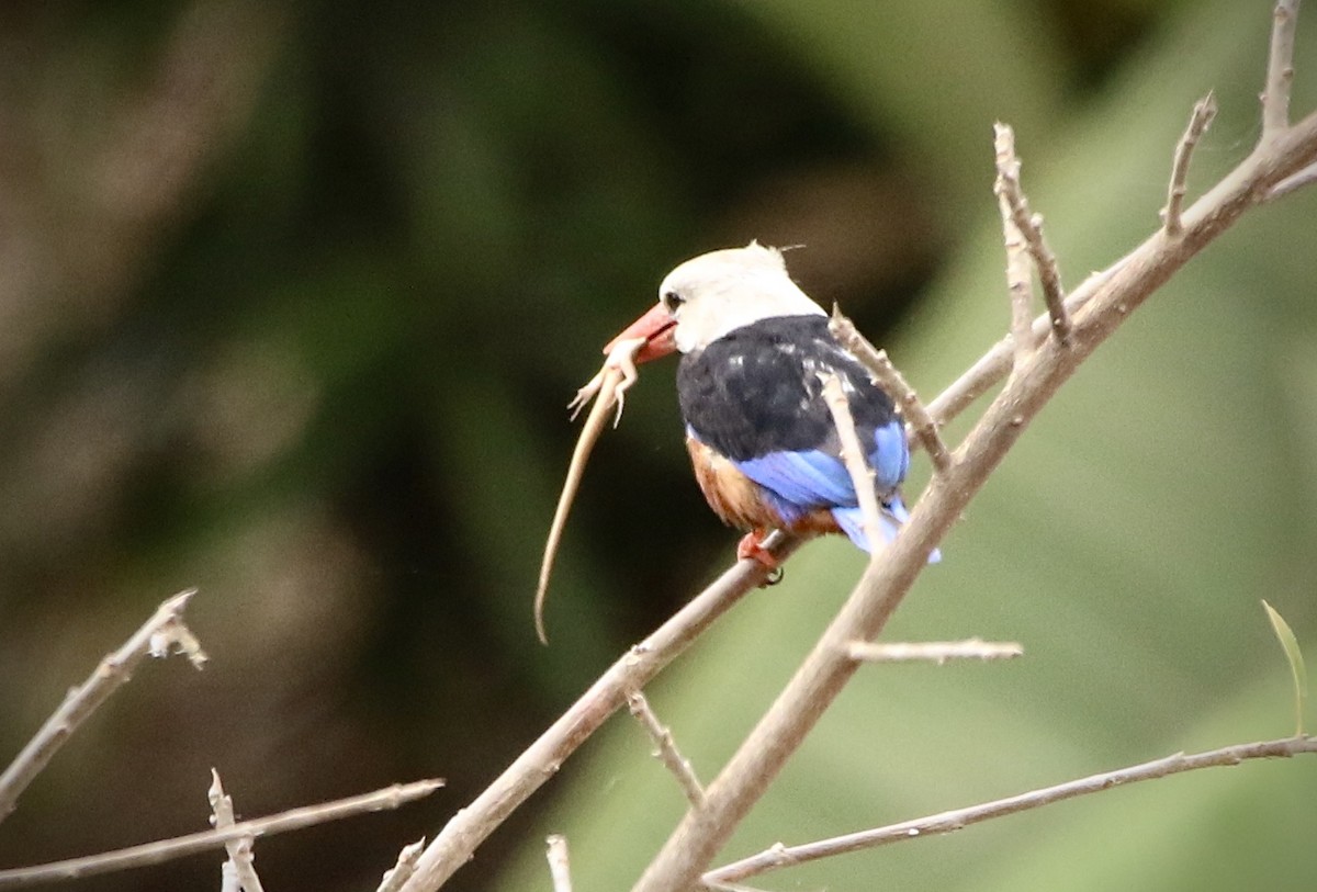 Gray-headed Kingfisher - ML620601918