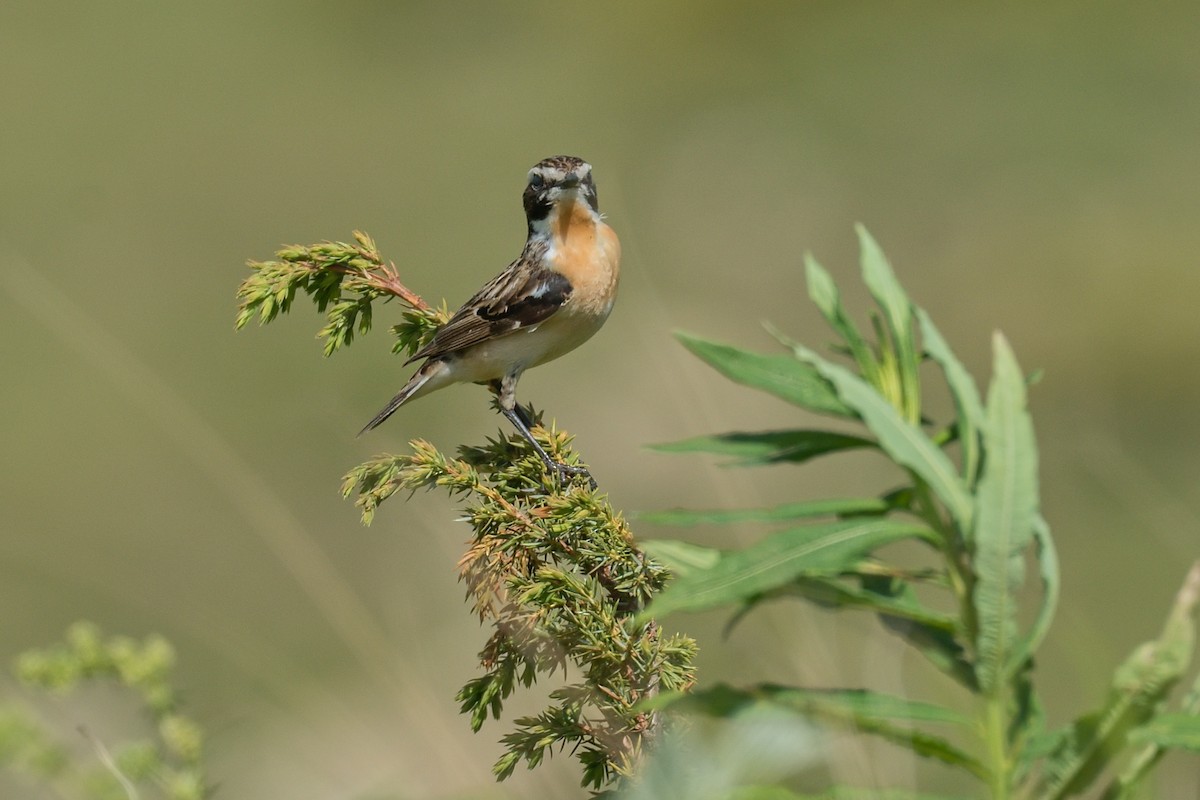 Whinchat - ML620601920