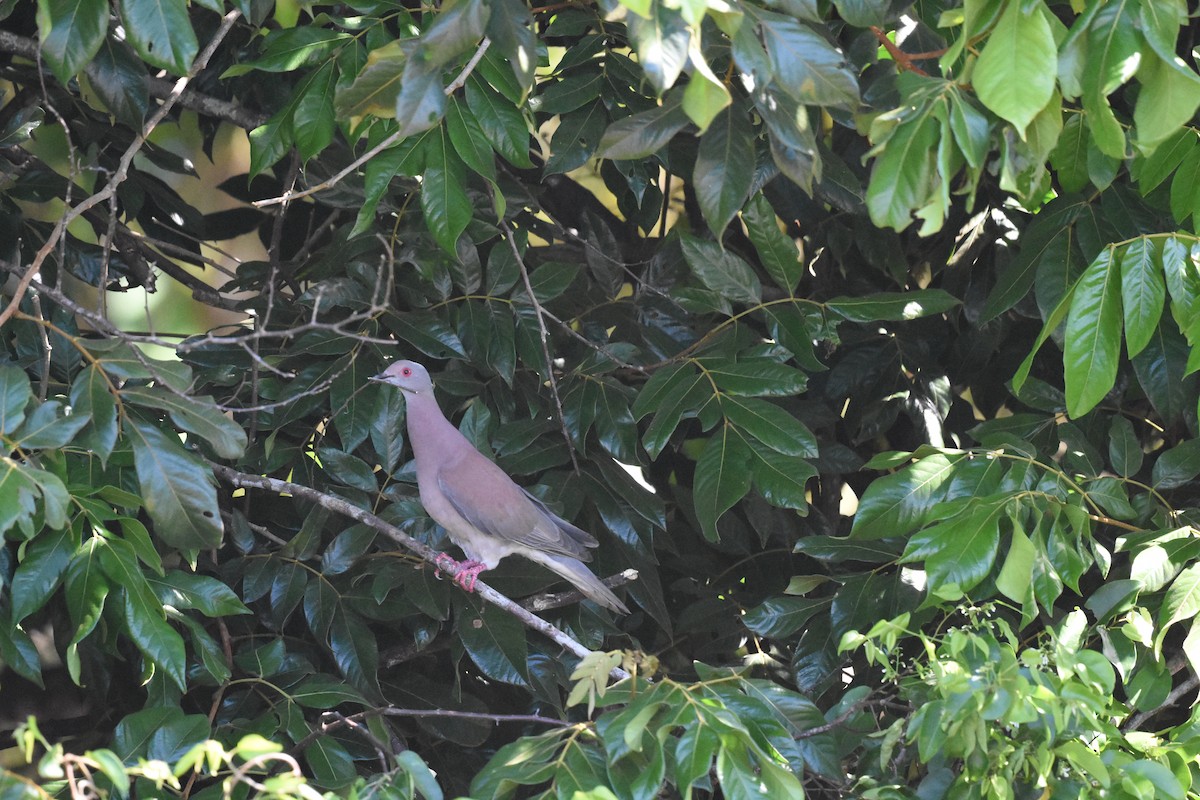 Pale-vented Pigeon - ML620601922