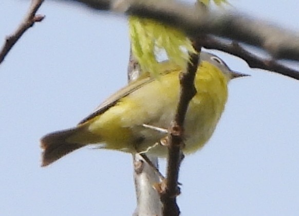 Nashville Warbler - ML620601923