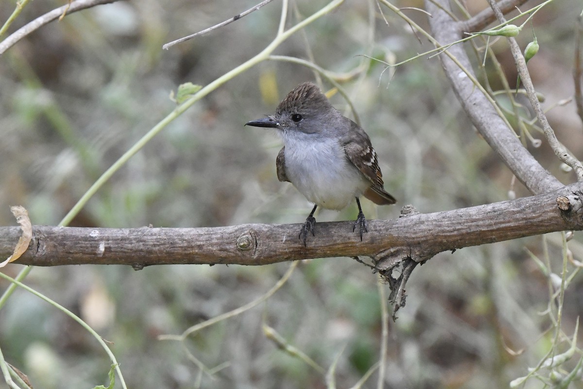 Ash-throated Flycatcher - ML620601924