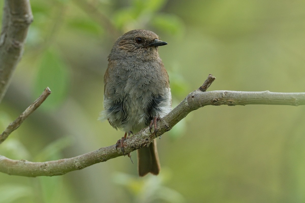 Dunnock - ML620601925