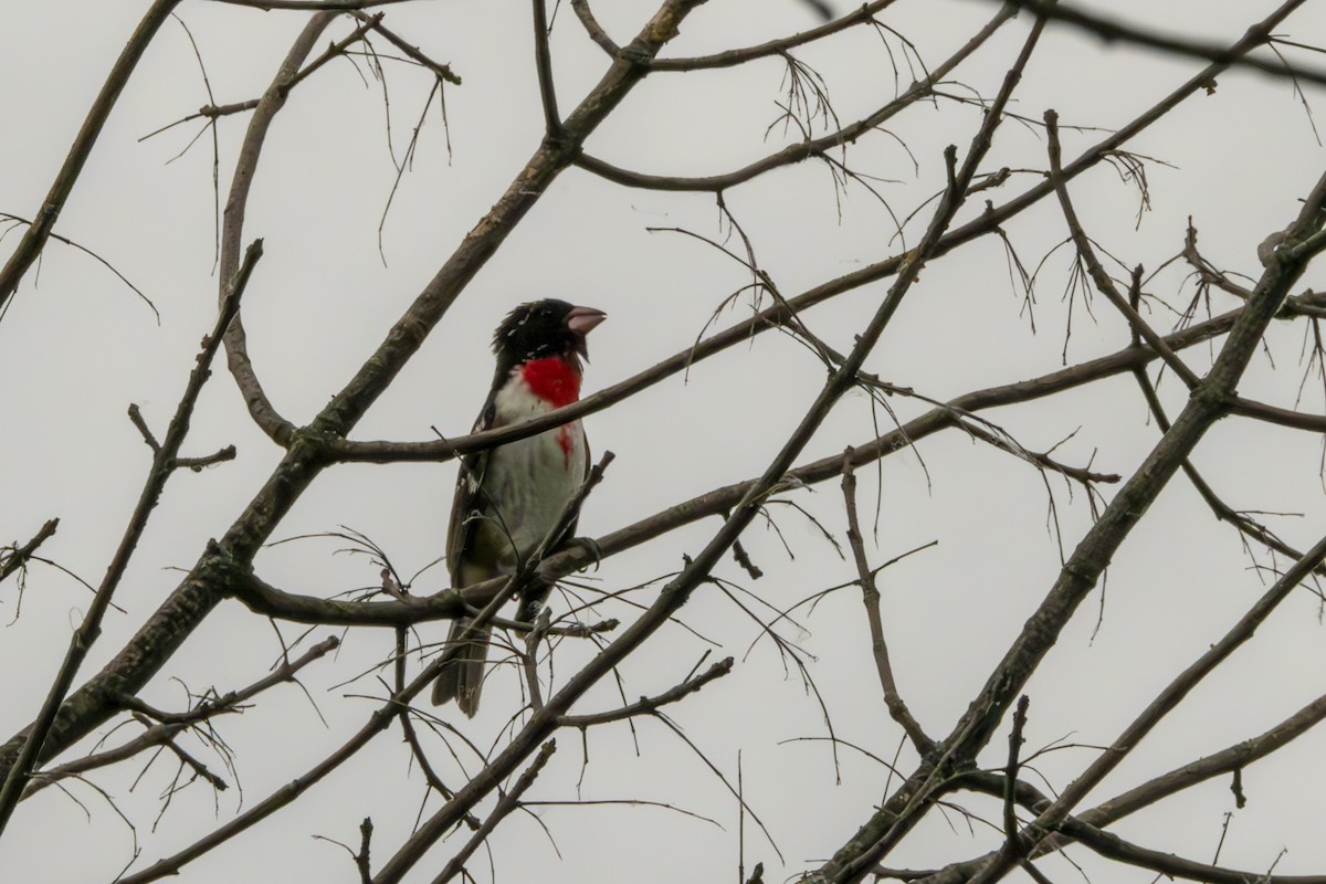 Rose-breasted Grosbeak - ML620601931