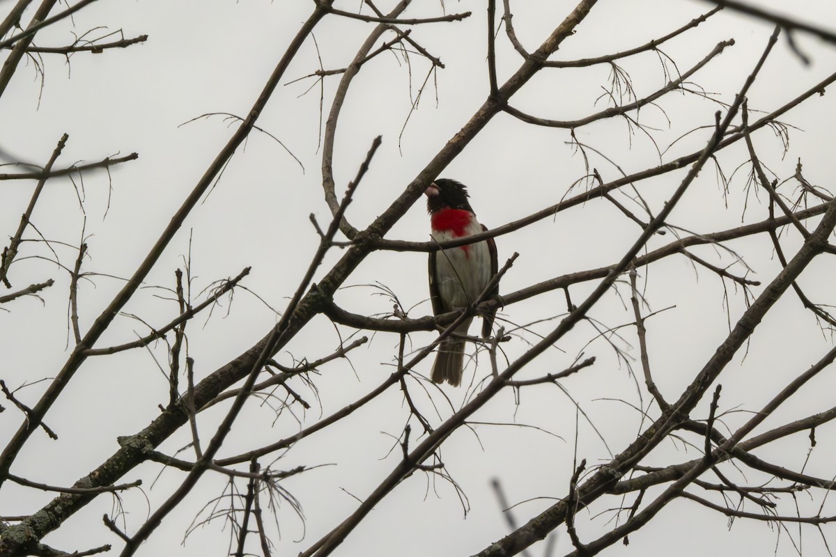 Rose-breasted Grosbeak - ML620601932