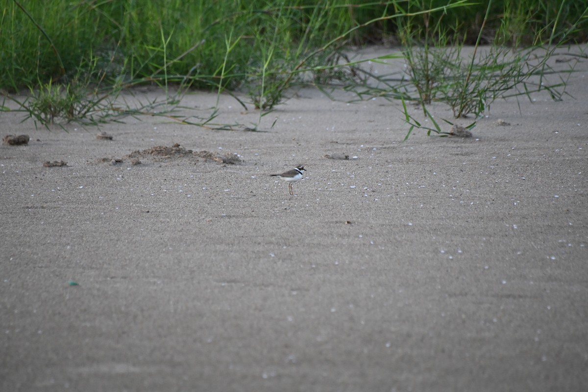 Little Ringed Plover - ML620601933