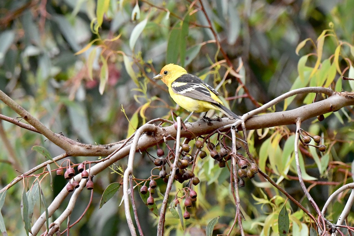 Western Tanager - ML620601934