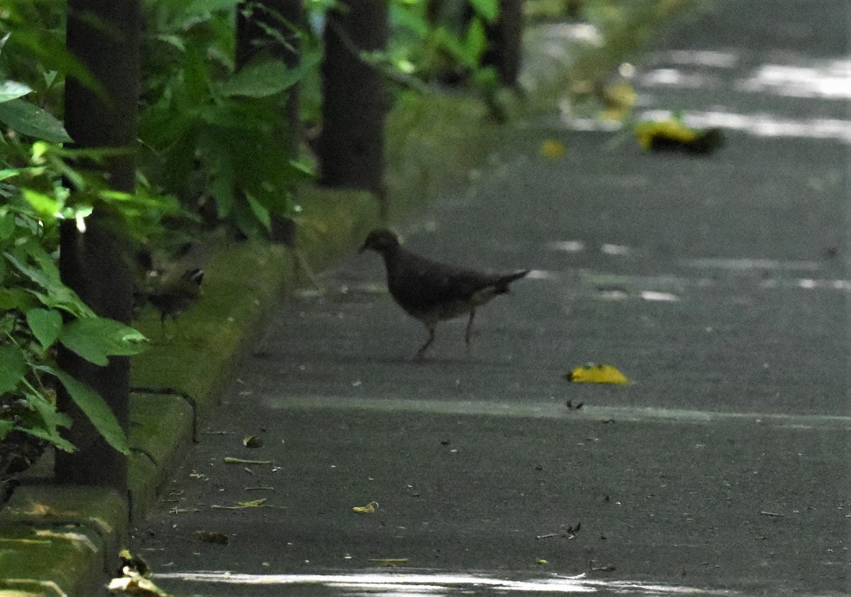 White-tipped Dove - ML620601935