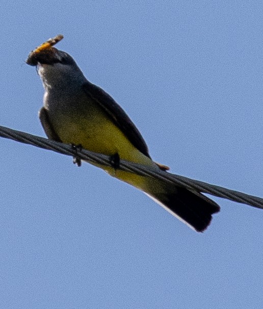 Western Kingbird - ML620601939