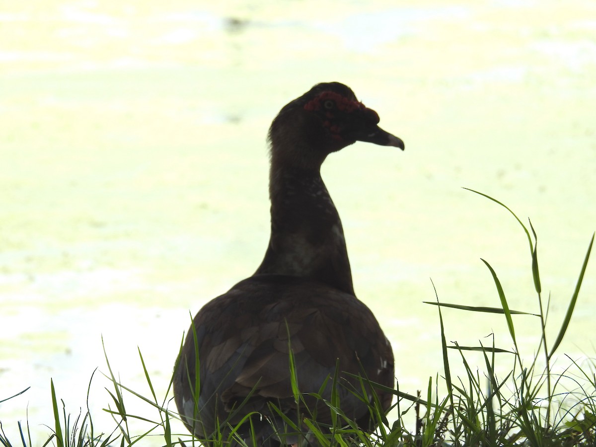 Muscovy Duck (Domestic type) - ML620601953