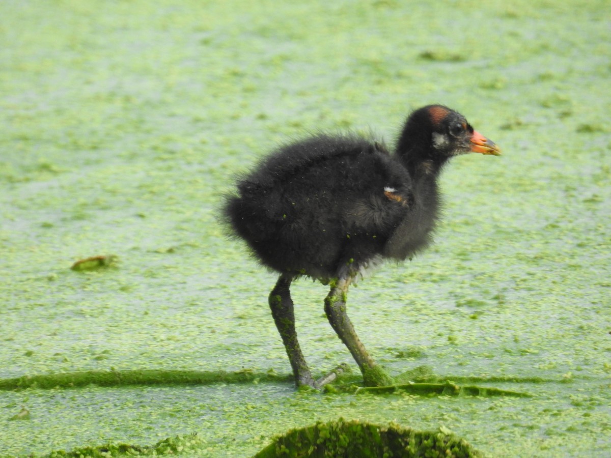 Common Gallinule - ML620601955