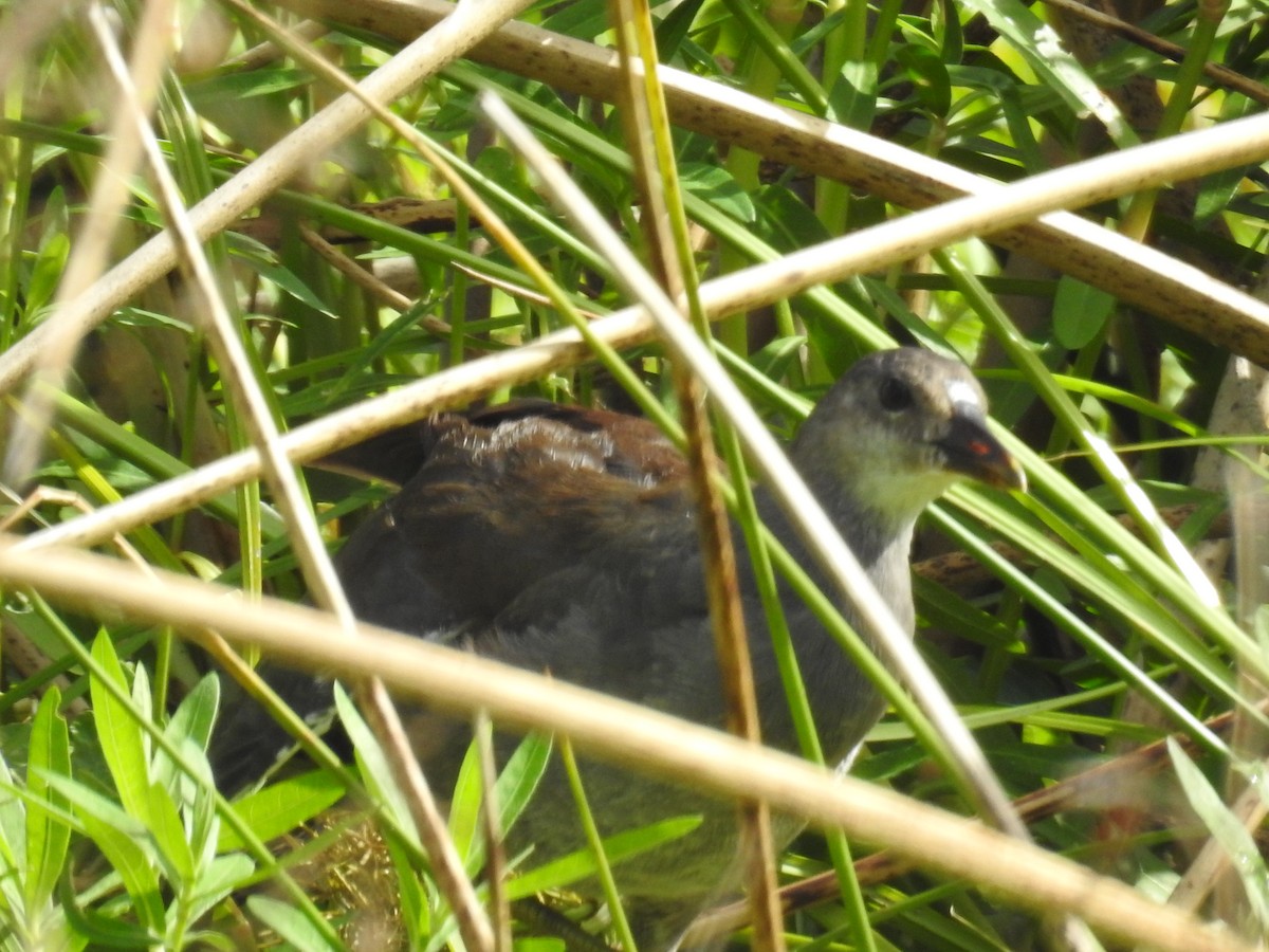 Gallinule d'Amérique - ML620601956