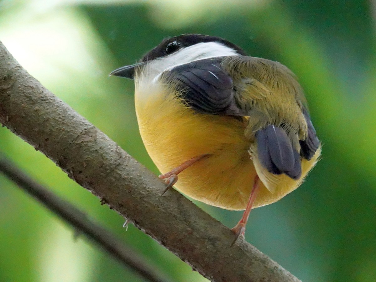 Manakin à col blanc - ML620601957