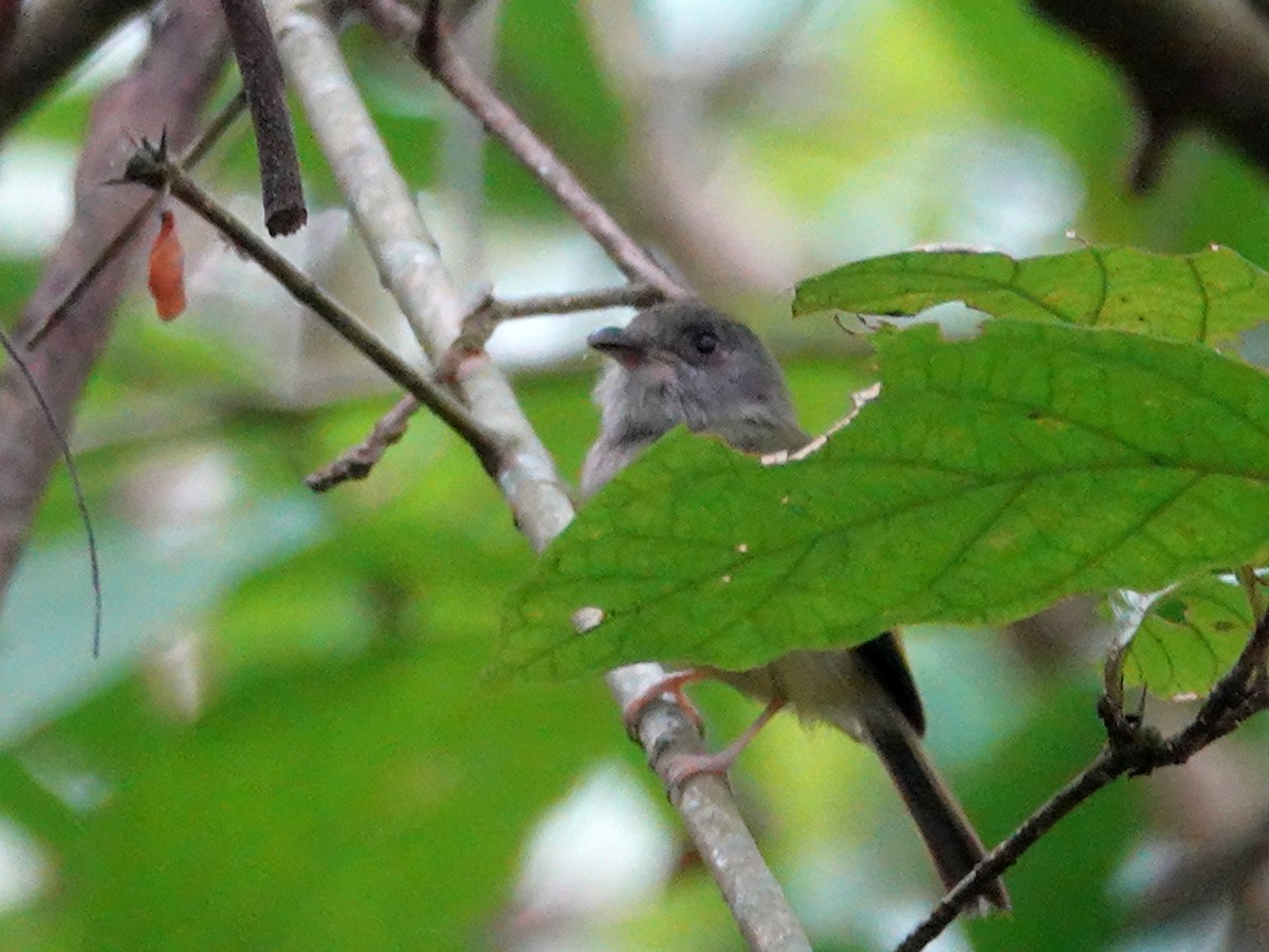 Northern Bentbill - ML620601964