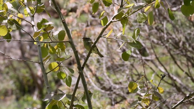 Mosquitero de Gansu - ML620601965