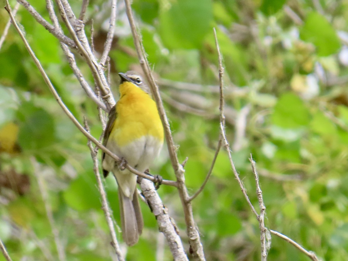 Yellow-breasted Chat - ML620601966