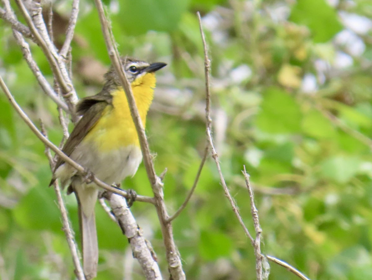 Yellow-breasted Chat - ML620601967