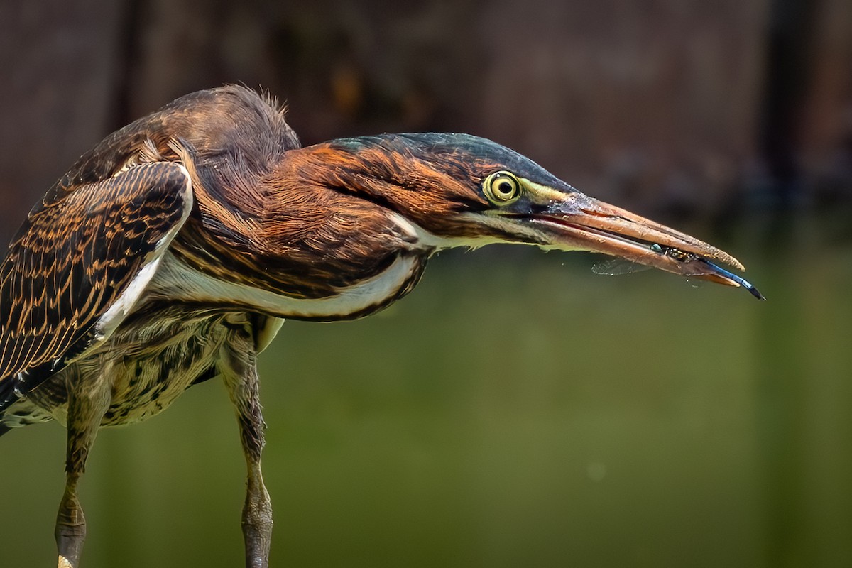 Green Heron - ML620601969