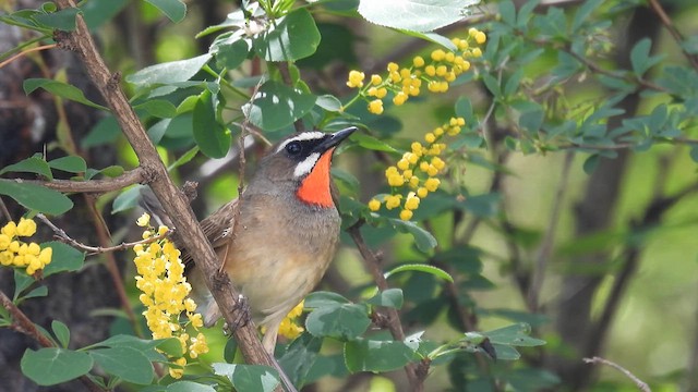 Siberian Rubythroat - ML620601974