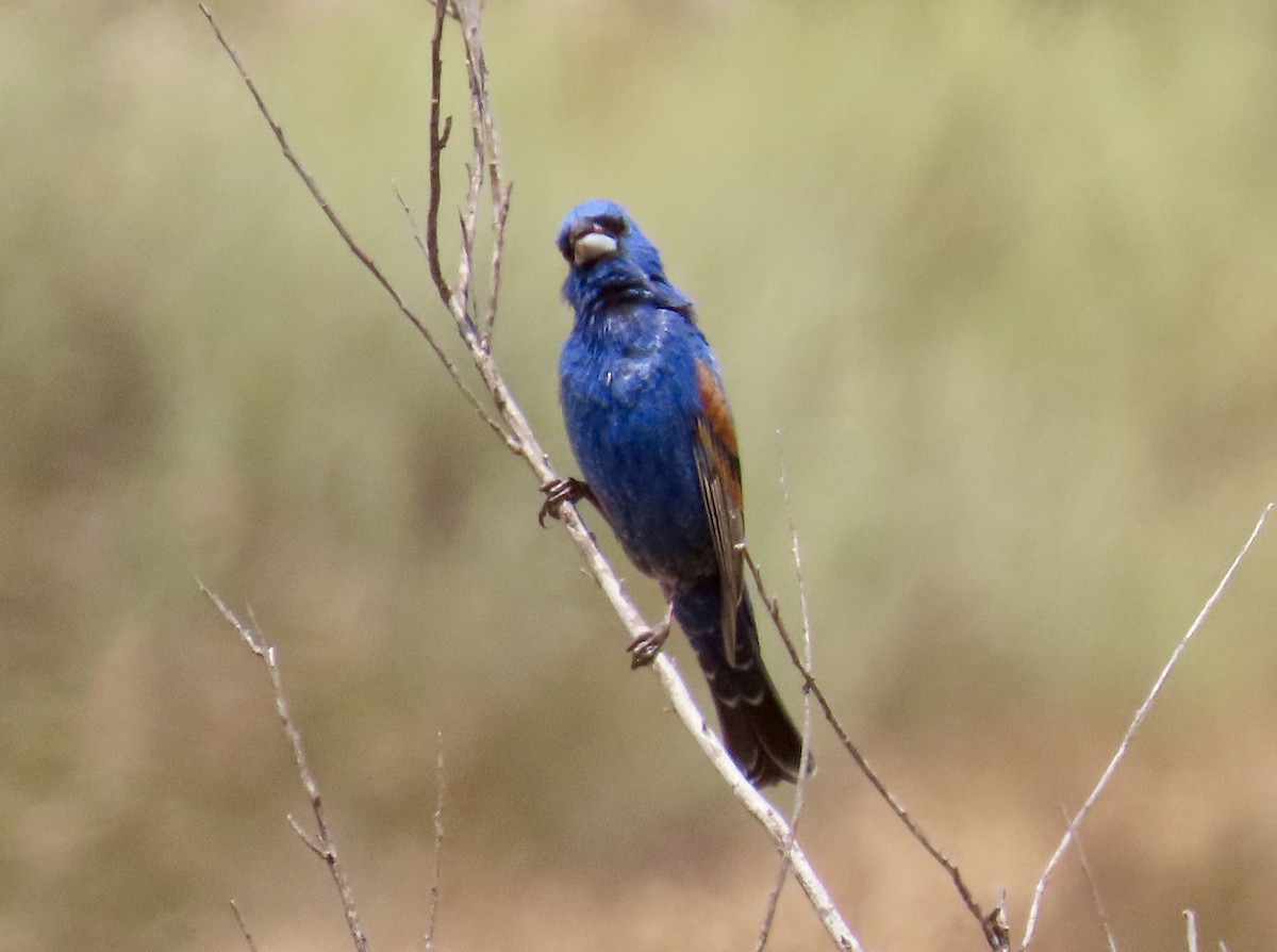 Blue Grosbeak - ML620601976