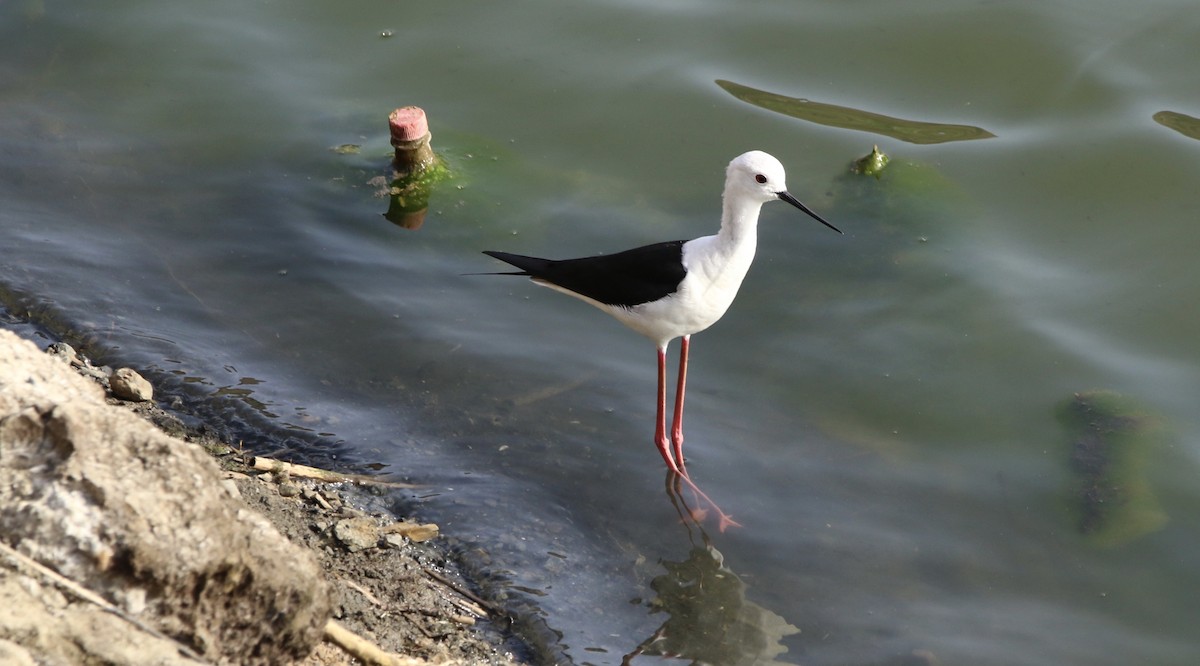 Black-winged Stilt - ML620601979