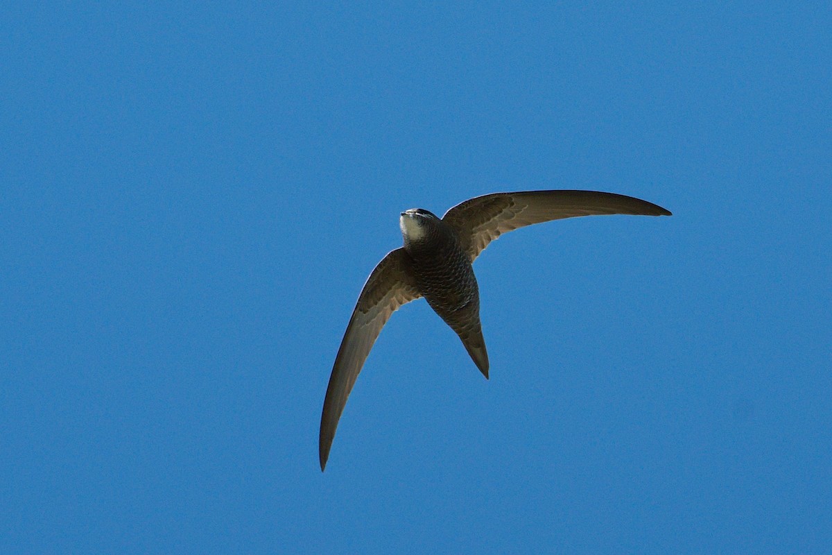 Pallid Swift - ML620601982