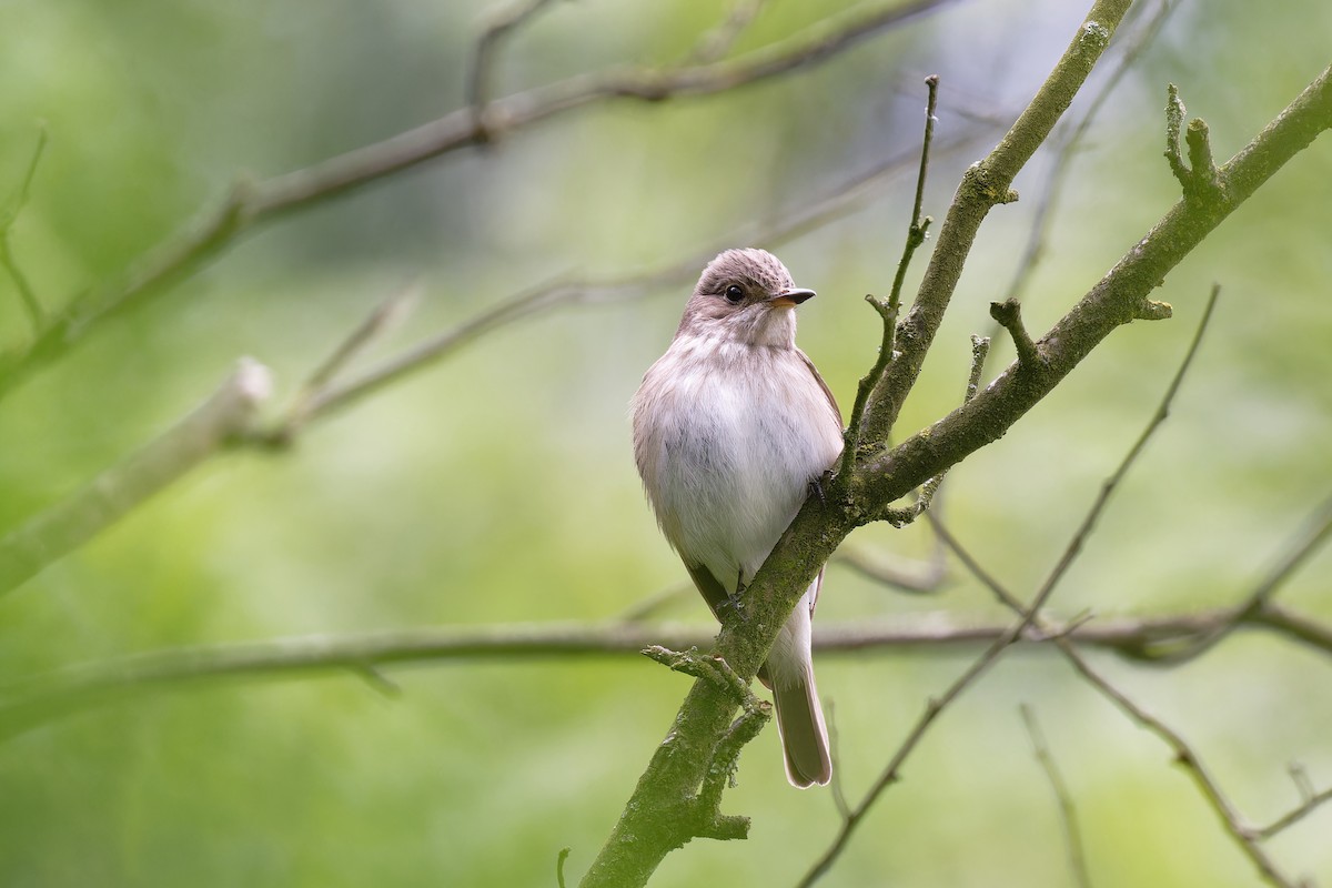 Spotted Flycatcher - ML620601983