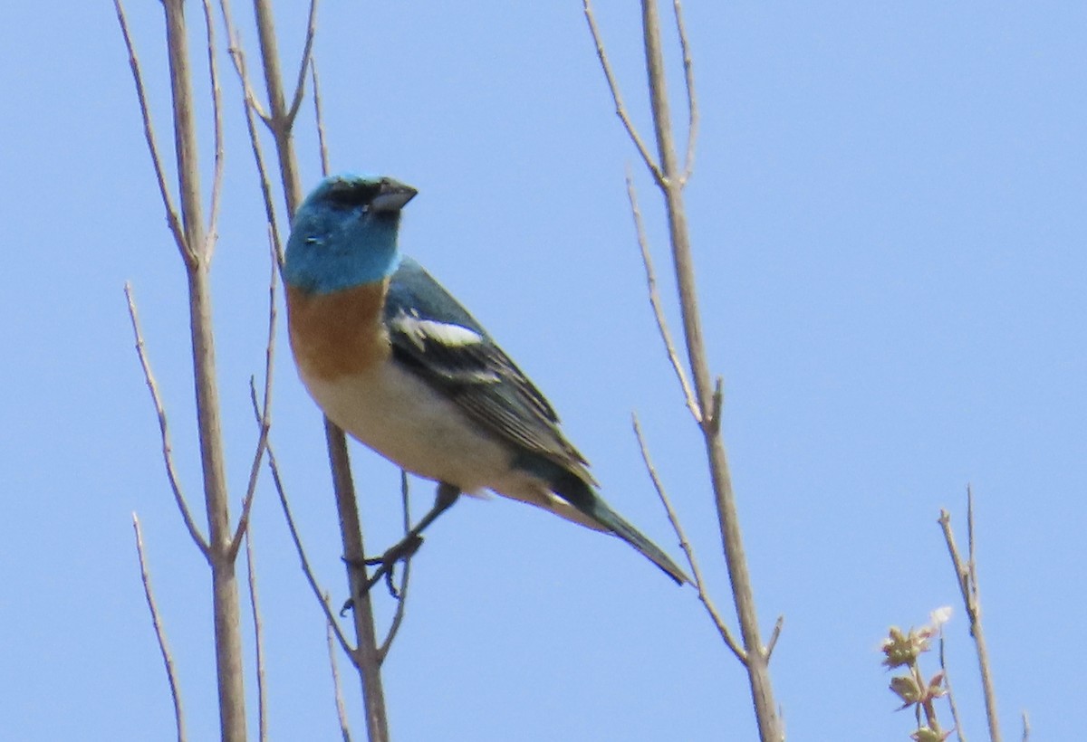 Lazuli Bunting - ML620601985