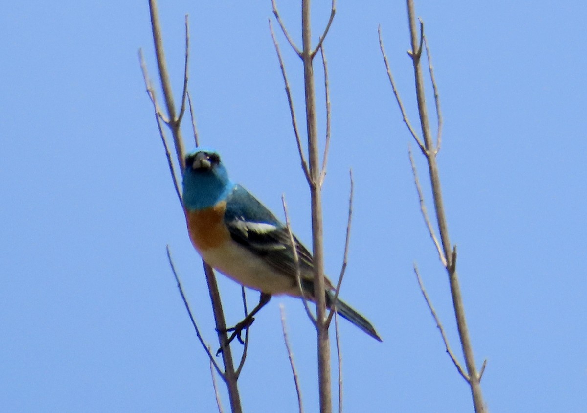 Lazuli Bunting - ML620601986