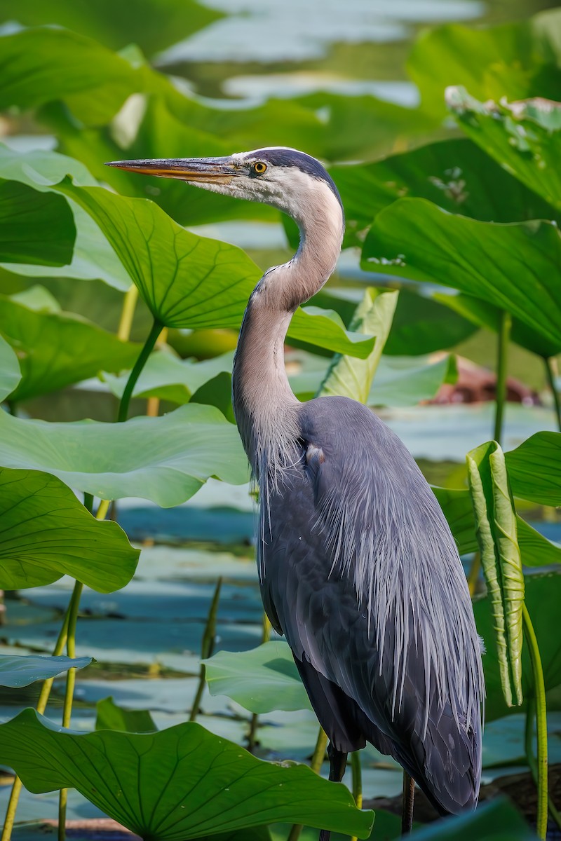 Great Blue Heron - ML620601987